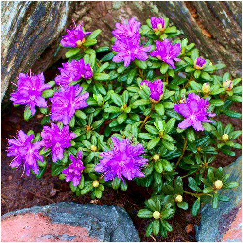 Dwarf rhododendron - [x2],