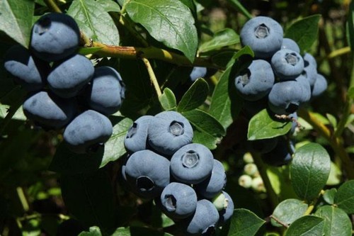 Duke blueberry plants - 2x,