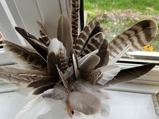 Feathers