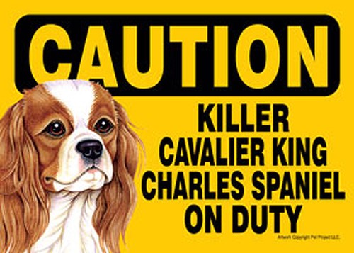 Killer cavalier king charles - cavalier,