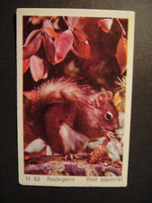 DANDY GUM WILD ANIMALS DANISH