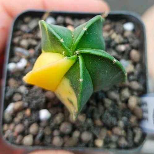 Astrophytum myriostigma - astrophytum,