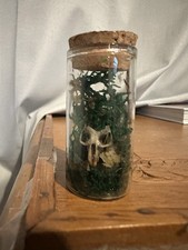 Gothic Decorative Taxidermy