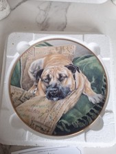 Staffordshire Bull Terrier Dog