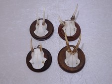 Lbdacf deer antler - -, horns