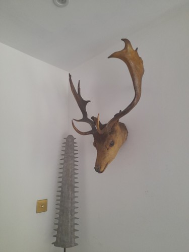 Antique taxidermy fallow buck - taxidermy,