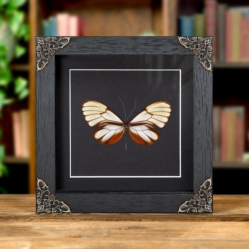 Dazzling glasswing taxidermy - dazzling,