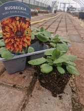 3 x Rudbeckia Rudy double