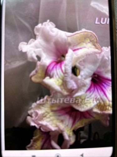 Streptocarpus luna plug - streptocarpus,
