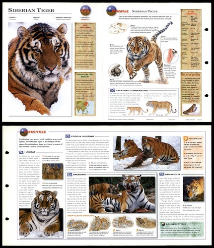 Siberian tiger 100 mammals - tiger, #100