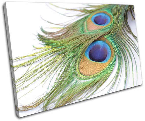 Peacock feathers animals - feathers,