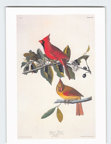 Postcard cardinal grosbeak - cardinal, the