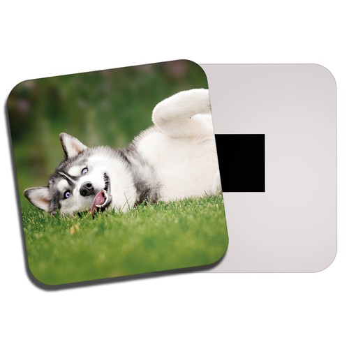 Silly husky fridge magnet - silly,