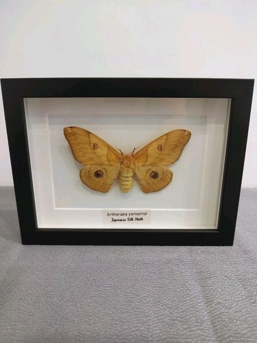 Antheraea yamamai japanese - antheraea, (japanese