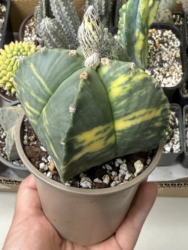 Rare astrophytum myriostigma - rare,