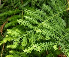 1 Sequoia Sempervirens- Coast