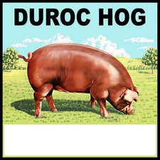 Duroc hogs new metal sign - duroc,