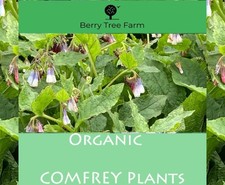 COMFREY PLANTS x 10 - Crown &