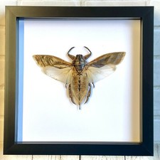 Giant water bug lethocerus - water, (lethocerus