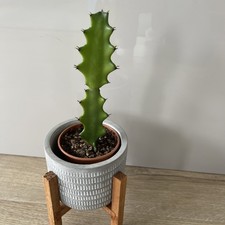 Euphorbia Lactea House Plant 16cm tall