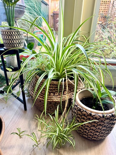Baby spider plant - spider,