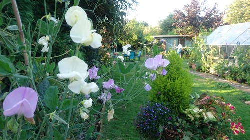 Strong cottage grown sweet - 22, cottage-grown