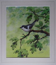 Pied Flycatcher in Oak Tree