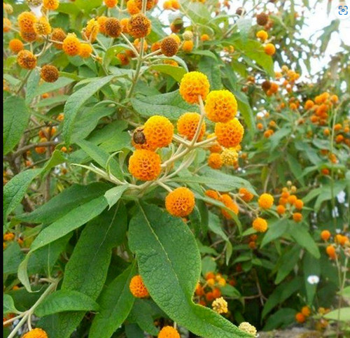 Buddleia globosa orange - buddleia,