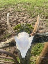 Muntjac Skull Antlers