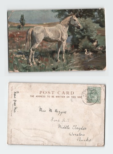 Vintage postcard white horse - vintage,