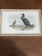Vintage Framed Bird lithograph