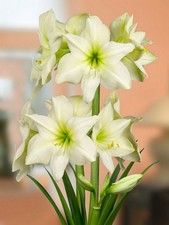 2 X Amaryllis Hippeastrum