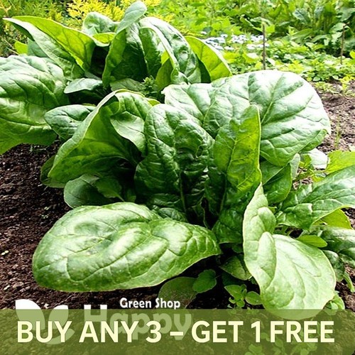 Vegetable seeds spinach - vegetable,
