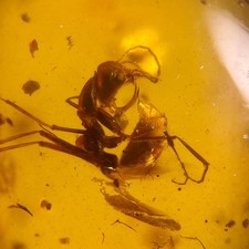 Hell ant haidomyrmex - hell, in