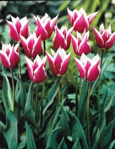 200 claudia lily flowering - claudia,