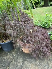 Mature Deep Red Weeping Acer in Large Terracotta Pot