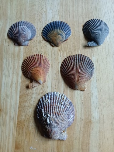 Multicoloured scallop shells - multicoloured,