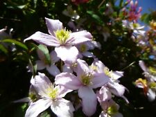 CLEMATIS MONTANA RUBENS SEEDS PALE PINK FLOWER PERENNIAL CLIMBER  SLYNE GARDEN