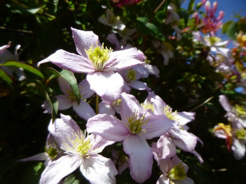 Clematis montana rubens seeds - clematis,