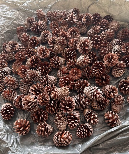 Natural dried pine fir cones - natural,