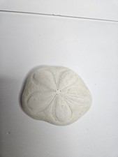 Large Real White Sand Dollar