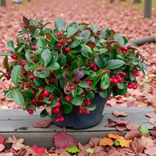 Gaultheria Procumbens Big Berry in 10.5cm Pot - Evergreen Ground Cover Shrub