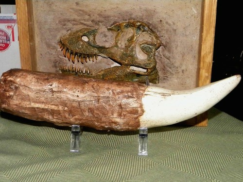 Inch long tyrannosaurus - 12,