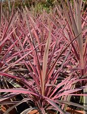 Cordyline australis Southern Splendour - Pink Cabbage Palm - Plant in 2 L Pot