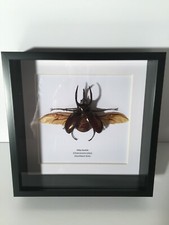 Atlas Beetle (Chalcosoma