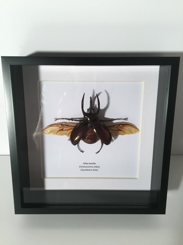 Atlas beetle chalcosoma - beetle, (chalcosoma