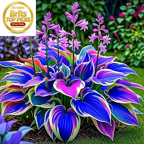 Hosta bulbs for planting - hosta,