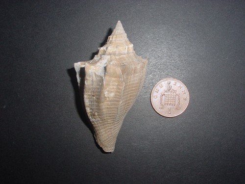 Bartonian eocene volutospina - eocene,