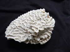 Natural white brain coral - natural,
