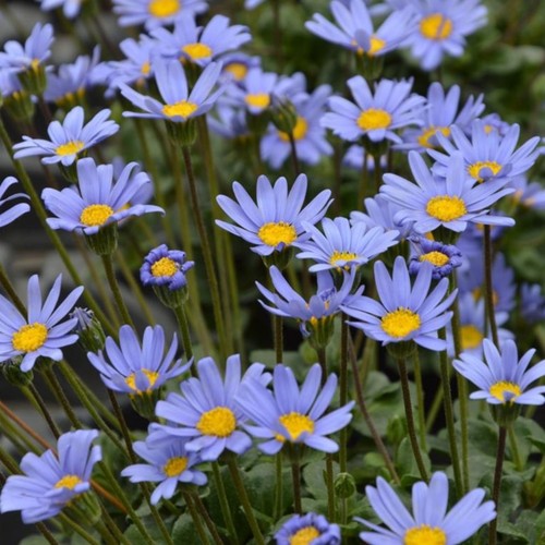Felicia plug plants - , garden